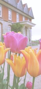 ピンクのチューリップ8