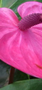 ピンクのアンスリウム1