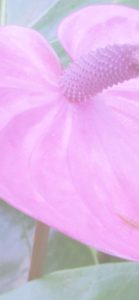 ピンクのアンスリウム2