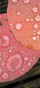 ピンクの落葉と雫1