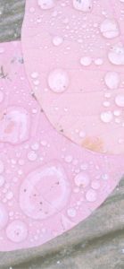 ピンクの落葉と雫2