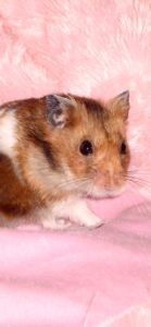 ピンクのクッションとハムスター2