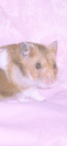 ピンクのクッションとハムスター1