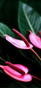 ピンクのアンスリウム3