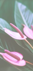 ピンクのアンスリウム2