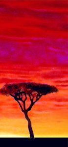 アフリカのサンセット