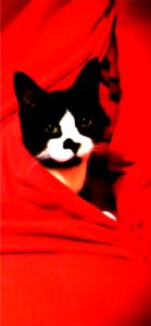 赤い布にくるまった猫2