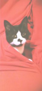 赤い布にくるまった猫1