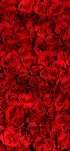 すべての美しい花の画像 無料印刷可能薔薇 壁紙 Iphone 高画質