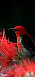 赤い鳥2
