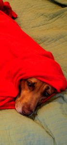 赤い布にくるまった犬2