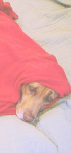 赤い布にくるまった犬1