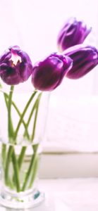 紫色のチューリップ2