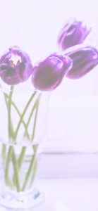 紫色のチューリップ1