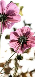 紫色のコスモス2