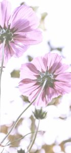紫色のコスモス1