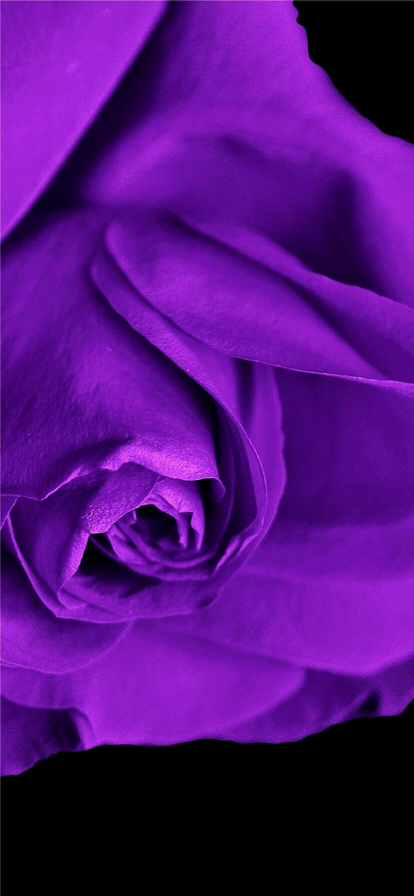 Iphone11 Iphonexrのシンプルな紫の無料壁紙 ページ6 Time Fun Fun