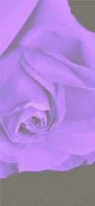 紫色のバラ3