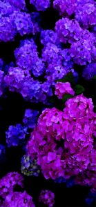 濃い紫とピンクのあじさい2