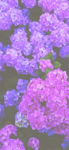 濃い紫とピンクのあじさい1