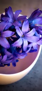 紫色のヒヤシンス1