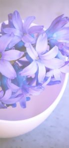 紫色のヒヤシンス2