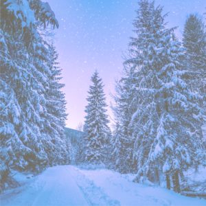雪の森と星空1