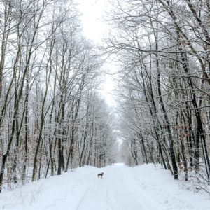 森の雪景色2