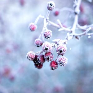 雪の中の赤い実2