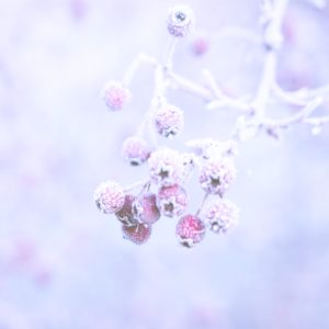 雪の中の赤い実1