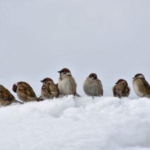 雪の中のすずめ2