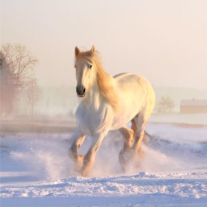 雪の中の白い馬2