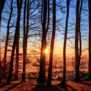 森から見るサンライズ2