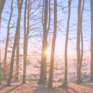 森から見るサンライズ1