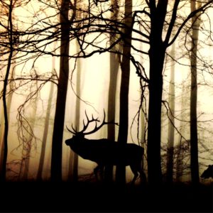 森とトナカイのシルエット2