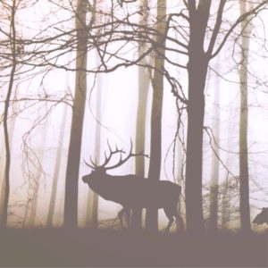 森とトナカイのシルエット1