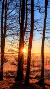 冬の森から見たサンライズ1