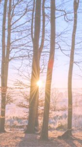 冬の森から見たサンライズ2