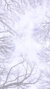 見上げた冬の木と空1