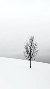 雪の中の1本の木2
