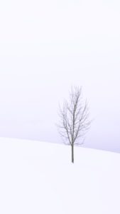 雪の中の1本の木1