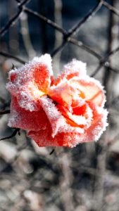 凍ったバラ2