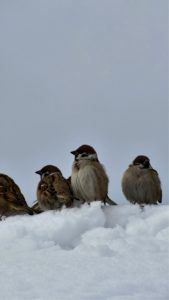 雪の中のすずめ1