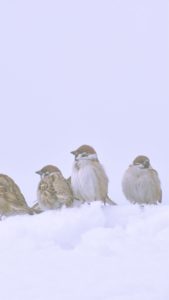 雪の中のすずめ2