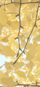 黄色いイチョウの葉3