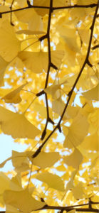 黄色いイチョウの葉4