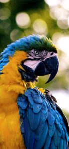 ブルーのオウム2