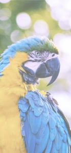 ブルーのオウム1