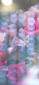 ピンクの花のぼかし