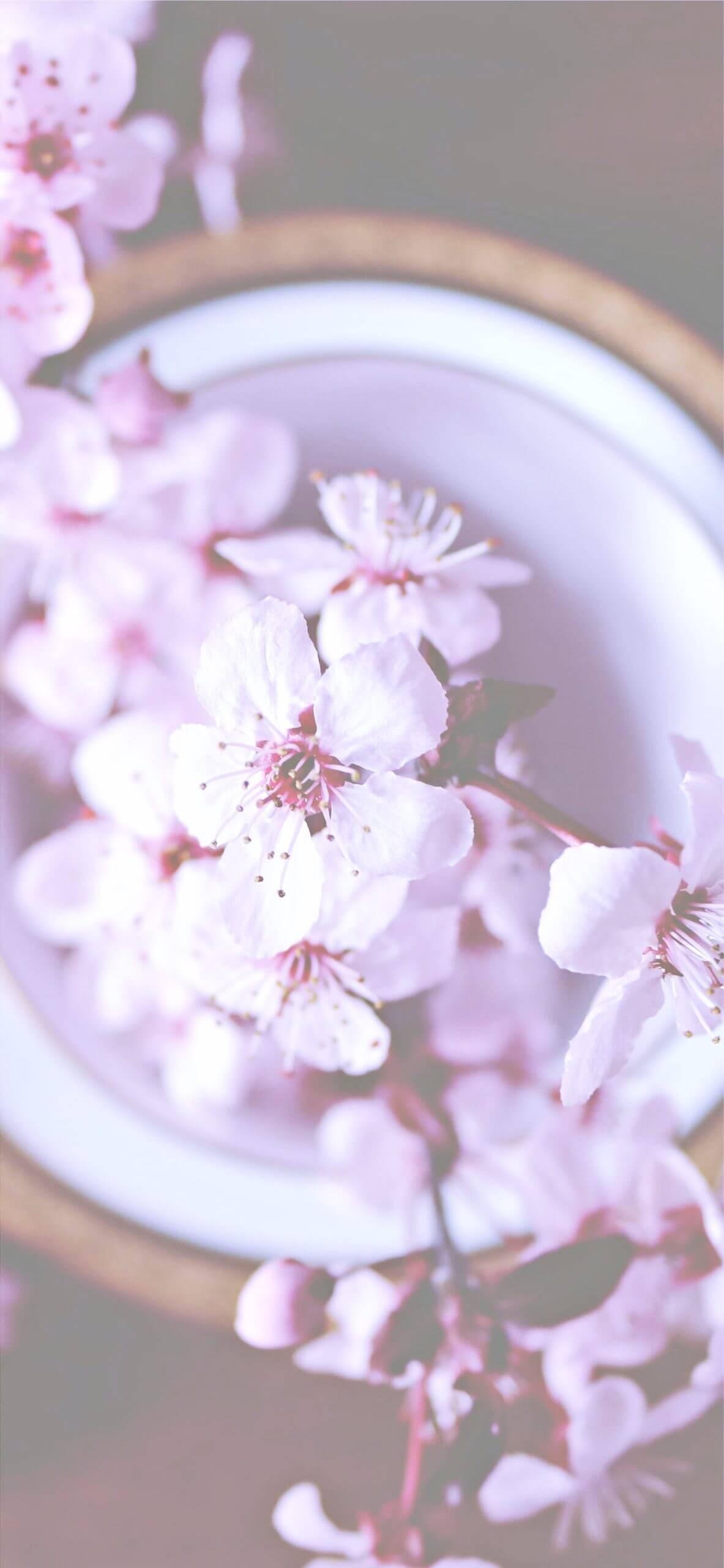 すべての花の画像 綺麗な壁紙 桜 おしゃれ